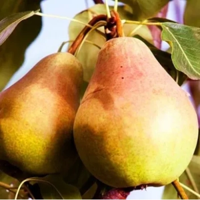 Два спелых груши на ветке - Сладкая из Млеева