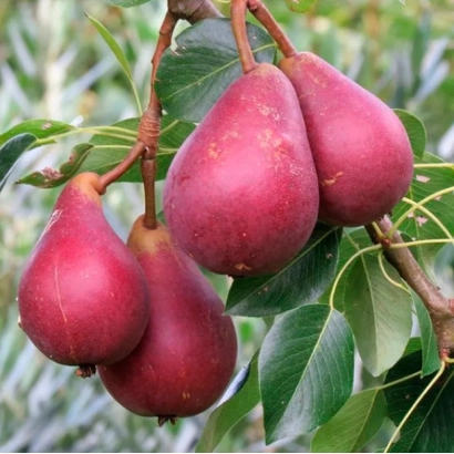 Красные груши Старкримсон на ветке