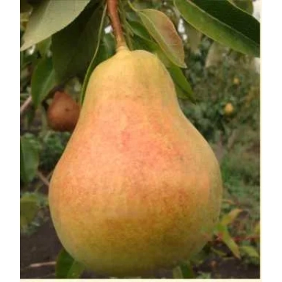 Спелая груша сорта Сторожинецкая на ветке с листьями
