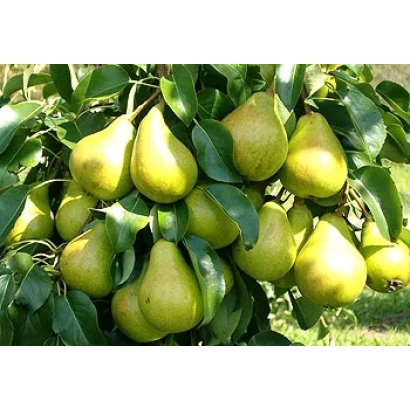 Спелые груши на ветке дерева - Стрийская