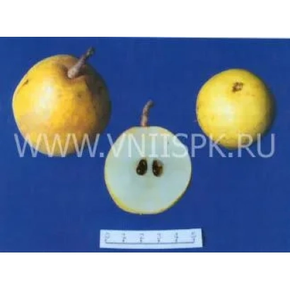 Сорт груши Шурановка № 3 на синем фоне с разрезом плода и линейкой