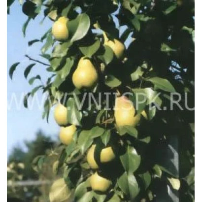 Sverdlovchanka pear variety on branch with fruits