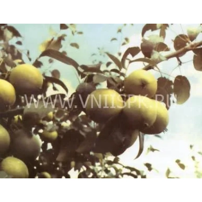 Luminaria pear on branch