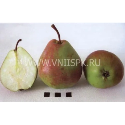 Три груши: одна разрезанная, две целые, на белом фоне. - Татьяна