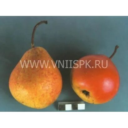Две груши и один томат на сером фоне с надписью WWW.VNIISPK.RU - Тихий Дон