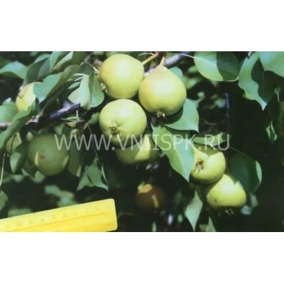 Ripe pears on a branch - Tikhonovka