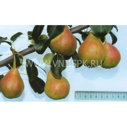 Груша Тонковетка уральська на гілці з лінійкою