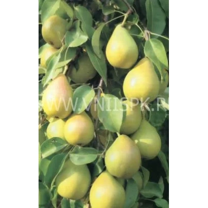 Дозрілі груші сорту Юріївська на гілці