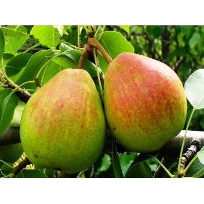 Два спелых груши на ветке - ВЕКОВАЯ