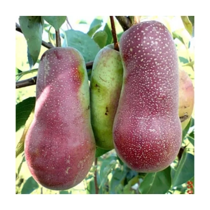 Спелые и незрелые груши сорта Вересневе Дево на ветке