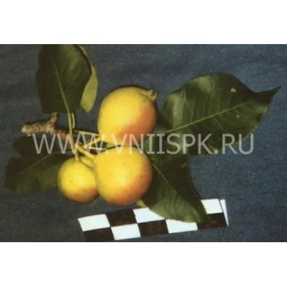 Фотография желтых груш на ветке с листьями и логотипом сайта - Веселинка (Новинка)