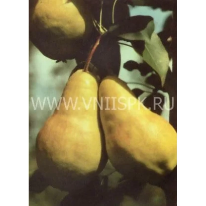 Спелые груши на ветке - Видная (Бугристая)