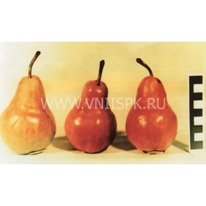 Три червоні груші сорту Вілльямс Руж Дельбара на світлому фоні - Вілльямс Руж Дельбара (Вілльямс червоний, Макс Ред Бартлет)