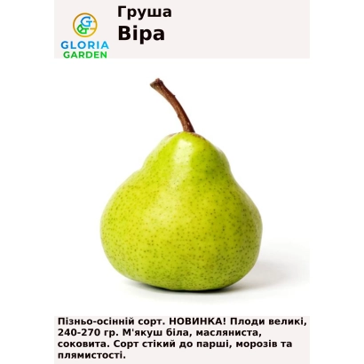 Сорт груши Вира на белом фоне