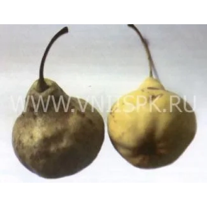 Два спелых груши сорта Волжская осенняя на белом фоне