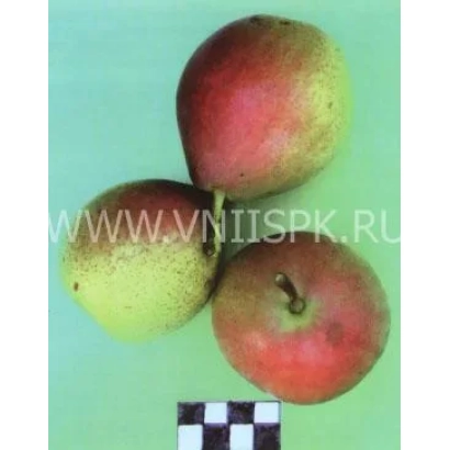 Три зимние груши кубаревидной формы на зелёном фоне - Зимняя кубаревидная