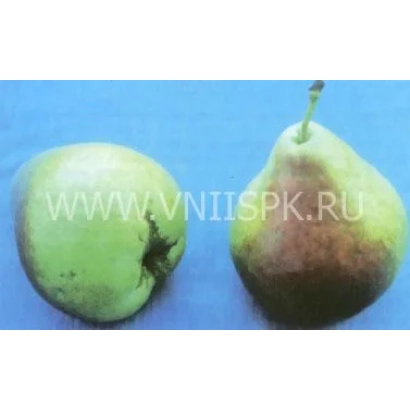 Два плода груши на синем фоне - Зональная