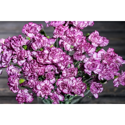 Carnation Eastern Pattern White-Violet on wooden background