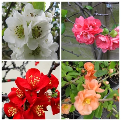 Цветущие хеномелесы белого, розового, красного и оранжевого цветов - АЛЮР