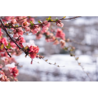 Квітуча гілка хеномелеса Димітрина на фоні снігу - ДИМИТРИНА