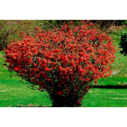 Кустарник с ярко-красными цветами на зелёном фоне, вероятно, хеномелес. - Флагман