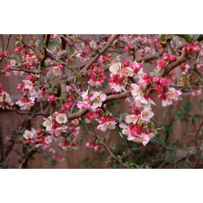 Цветущие ветви хеномелеса (КАНДЕЯ | CHAMAEMELIS) с розовыми и белыми цветами на фоне природы