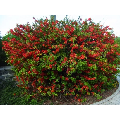 Кущ Хеномелес з яскраво-червоними квітами на тлі зеленої листя - ЖАР-ПТАХ