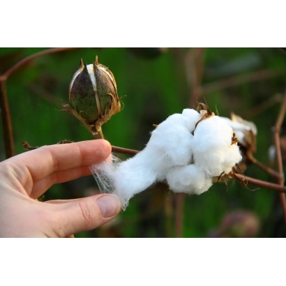 Ручка держит раскрытый белый хлопок на фоне зелёных листьев и незрелых коробочек. - АСТРАХАНСКИЙ ПУХ