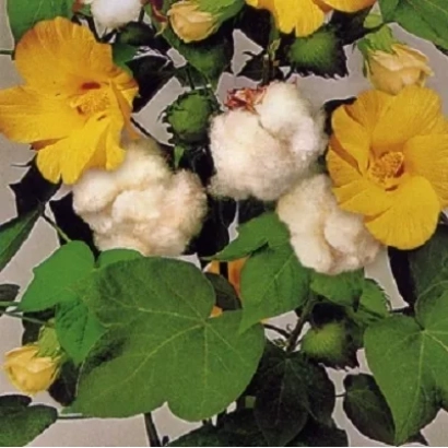 Цветущий хлопчатник с белыми хлопками и желтыми цветами - ГОЛИОТ