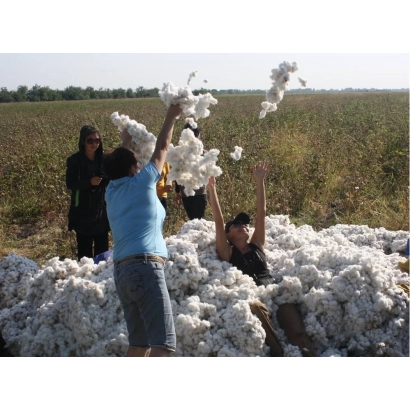 Группа людей обрабатывает хлопок в поле - ПГССХ 1