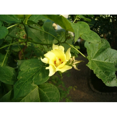 Желтый цветок хлопчатника на фоне зеленых листьев - ПОСС 4