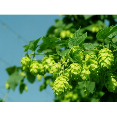 Свіжі шишки хмелю на фоні блакитного неба - Дружній