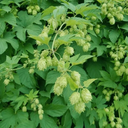 Свежие хмелевые шишки на зелёной лозе Факир