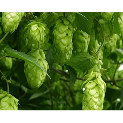 Свежие зелёные шишки хмеля на ветке - Крылатский
