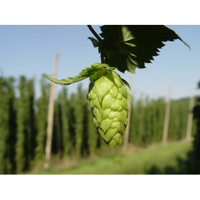 Свежий хмель на фоне посадок - Пивовар