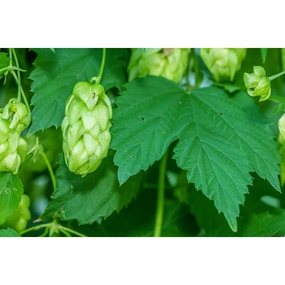 Свіжі шишки хмелю на зеленій лозі - ПІДВ'ЯЗНИЙ