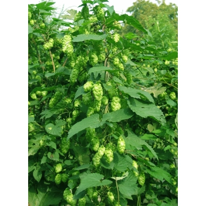 Куст хмеля с зелеными шишками на фоне листвы - СУМЕРЬ