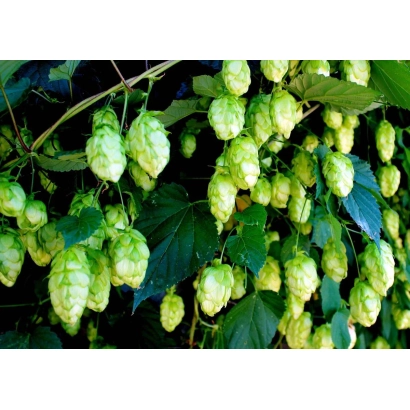 Свежие хмелевые шишки на ветке - Видибор
