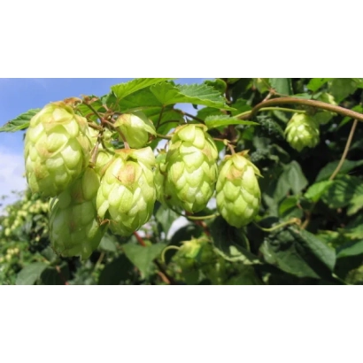 Свіжі шишки хмелю на гілці під блакитним небом - Житомирський 75