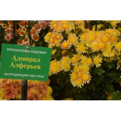 Green sign reading 'Chrysanthemum garden Admiral Alfiev' in front of yellow chrysanthemums.
