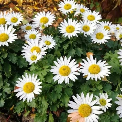 Цветущая хризантема Альпика на фоне зелени