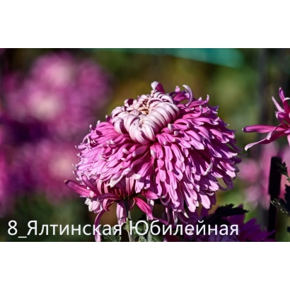 Розовая хризантема Ялтинская Юбилейная на фоне зелени