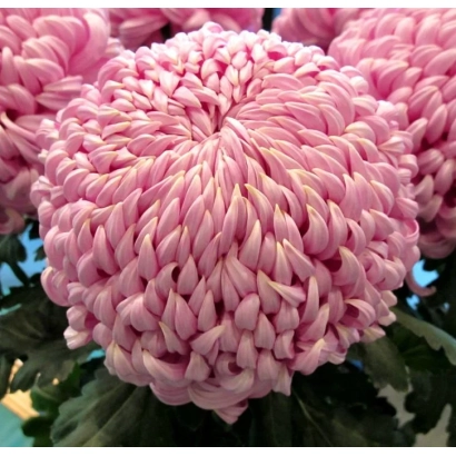 Розовая хризантема сорта АНИСА