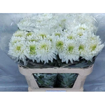 Bouquet of white chrysanthemums in clear packaging - Annushka