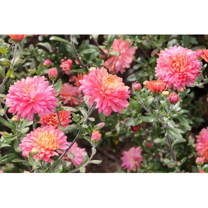 Розовые хризантемы на фоне зелени - Бархан