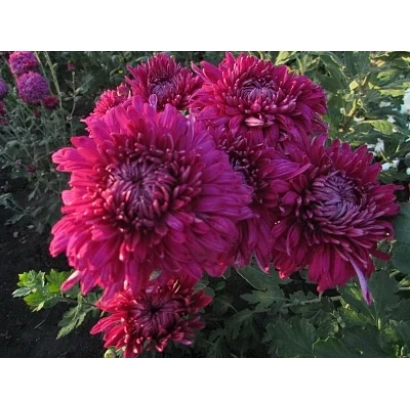 Close-up of dark pink chrysanthemums of the Queen Tamara variety against green foliage