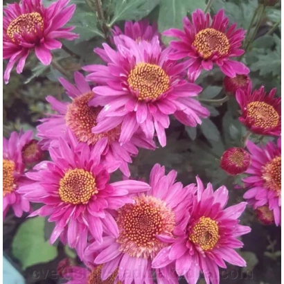 Розовые хризантемы Magic Sun на фоне зелени - Чаровный сон