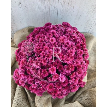 Крупный план ярко-розовой хризантемы на льняной ткани - Чудовий Арлекин