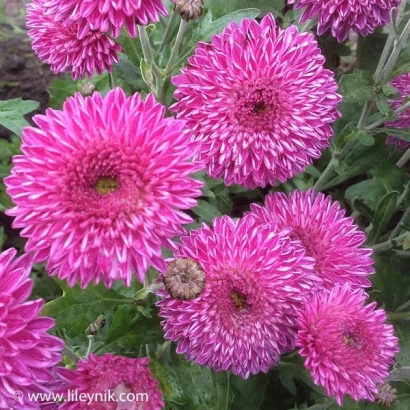 Pink chrysanthemums Dalenevostchnitsa against green foliage - DALENEVOSTOCHNITSA