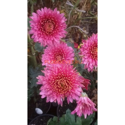 Розовые хризантемы на фоне зелени - Дебют